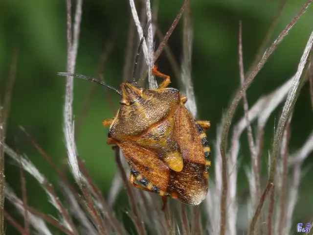 Carpocoris Carpocoris
