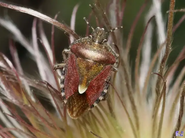 Dolycoris baccarum - közönséges bogyómászó-poloska