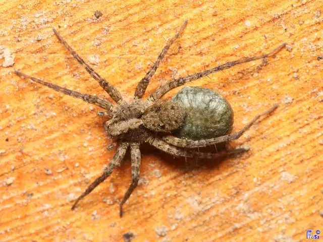 Pardosa
