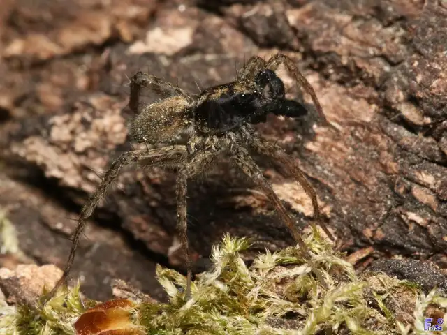 Pardosa