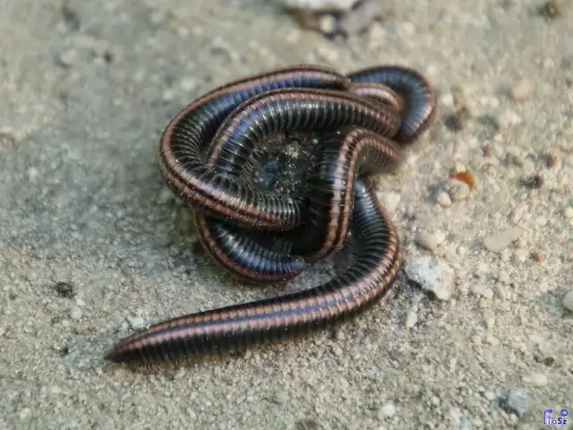 Diplopoda - Ikerszelvényesek