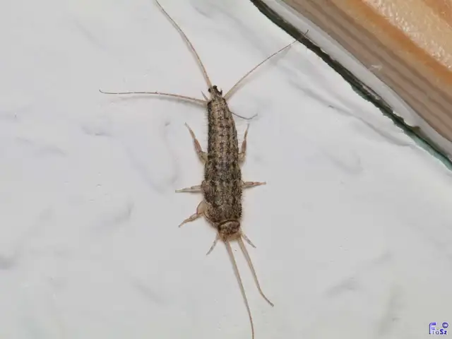 Zygentoma - Pikkelykék
