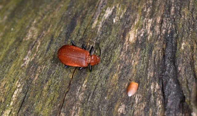 Pyrochroa serraticornis - közép-bíborbogár