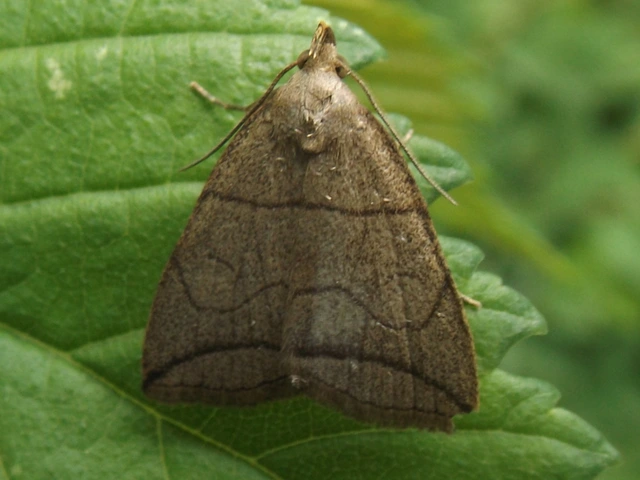 Herminia grisealis - ligeti karcsúbagoly