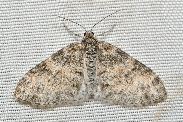 Lobophora halterata - szárnyfüggelékes araszoló