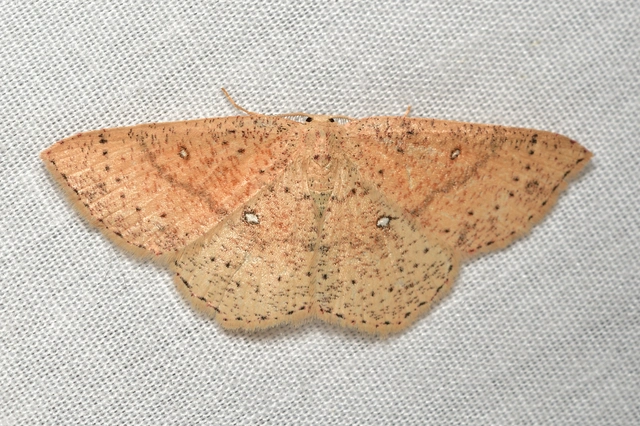 Cyclophora porata - körös pettyesaraszoló