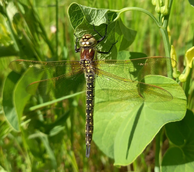 Brachytron pratense - szőrös karcsúacsa
