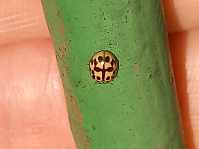 Oenopia conglobata - rózsás katica