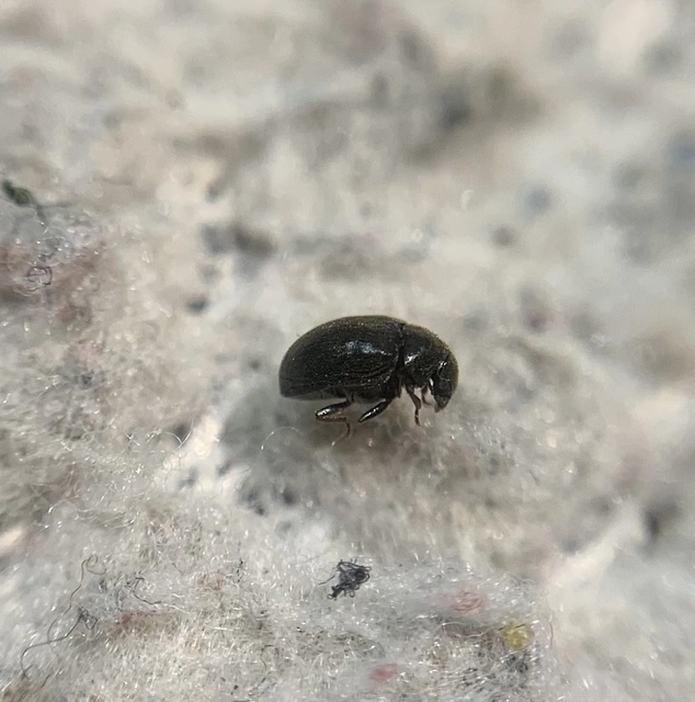 Dorcatoma dresdensis