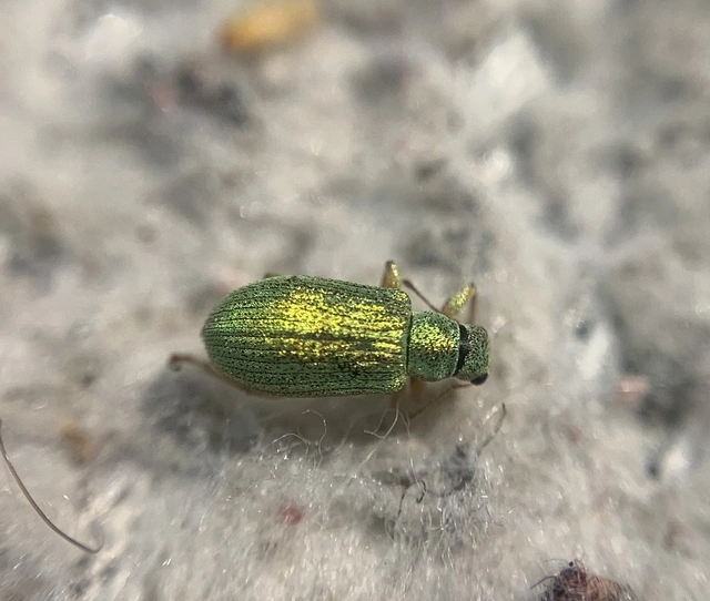Polydrusus impressifrons - selymeszöld lombormányos