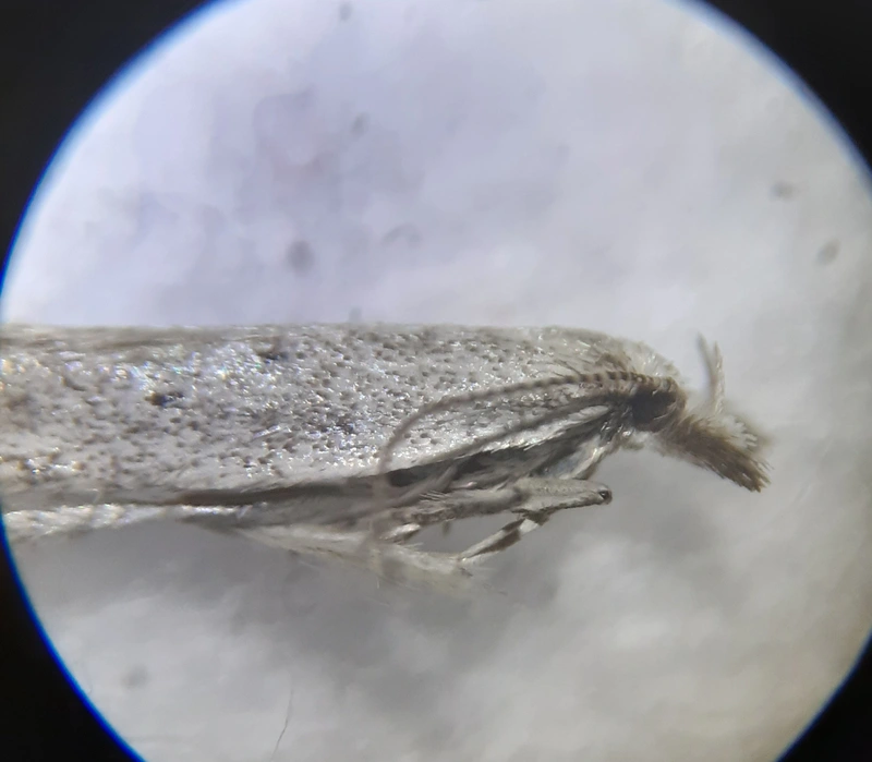 Megacraspedus imparellus - balkáni kopármoly