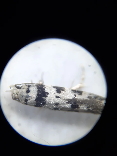 Pseudotelphusa scalella - moharágó sarlósmoly