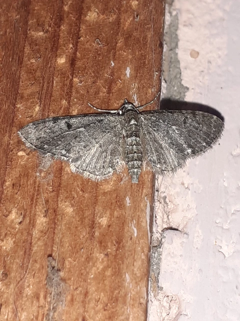 Eupithecia virgaureata - aranyvessző-törpearaszoló