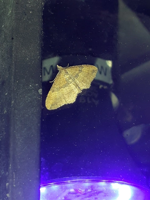 Orthonama obstipata - vándoraraszoló