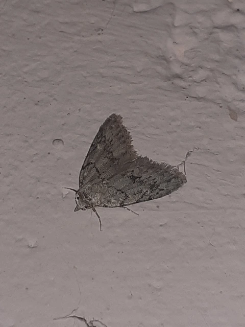 Nola cicatricalis - szürke pamacsosszövő