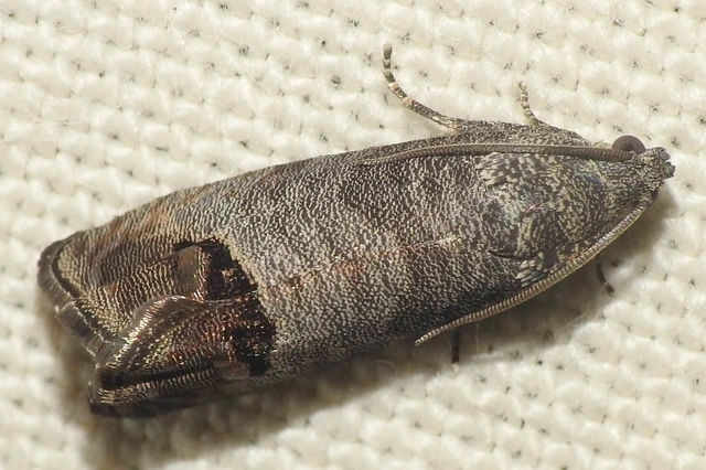Cydia pomonella - almamoly