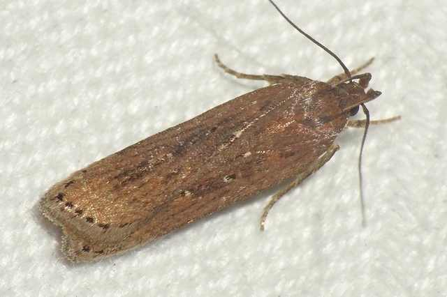 Helcystogramma triannulella - szuláksodró lápimoly