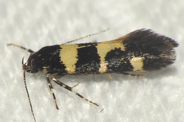 Denisia augustella - zebramoly