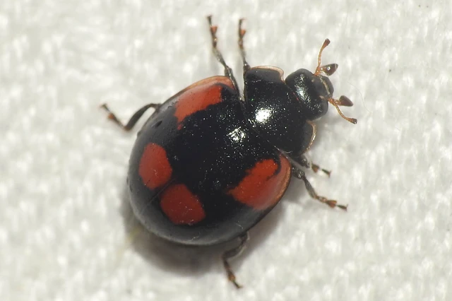 Adalia bipunctata - kétpettyes katica