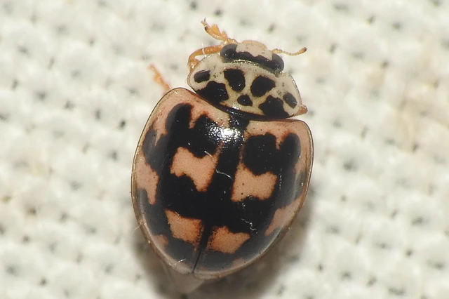 Oenopia conglobata - rózsás katica