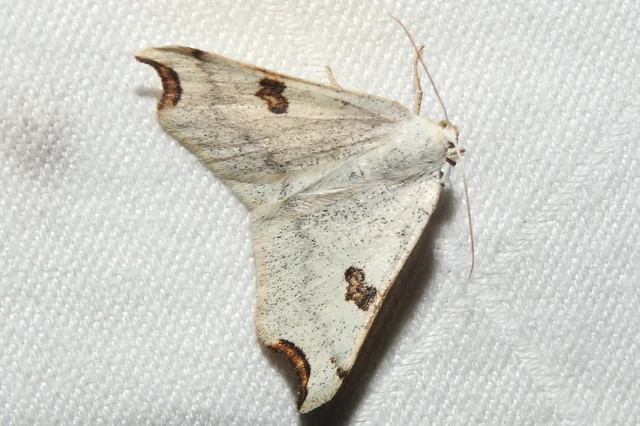 Eilicrinia cordiaria - fehér fűzfaaraszoló