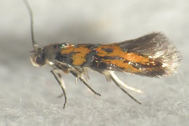 Chrysoesthia drurella - labodarágó sarlósmoly