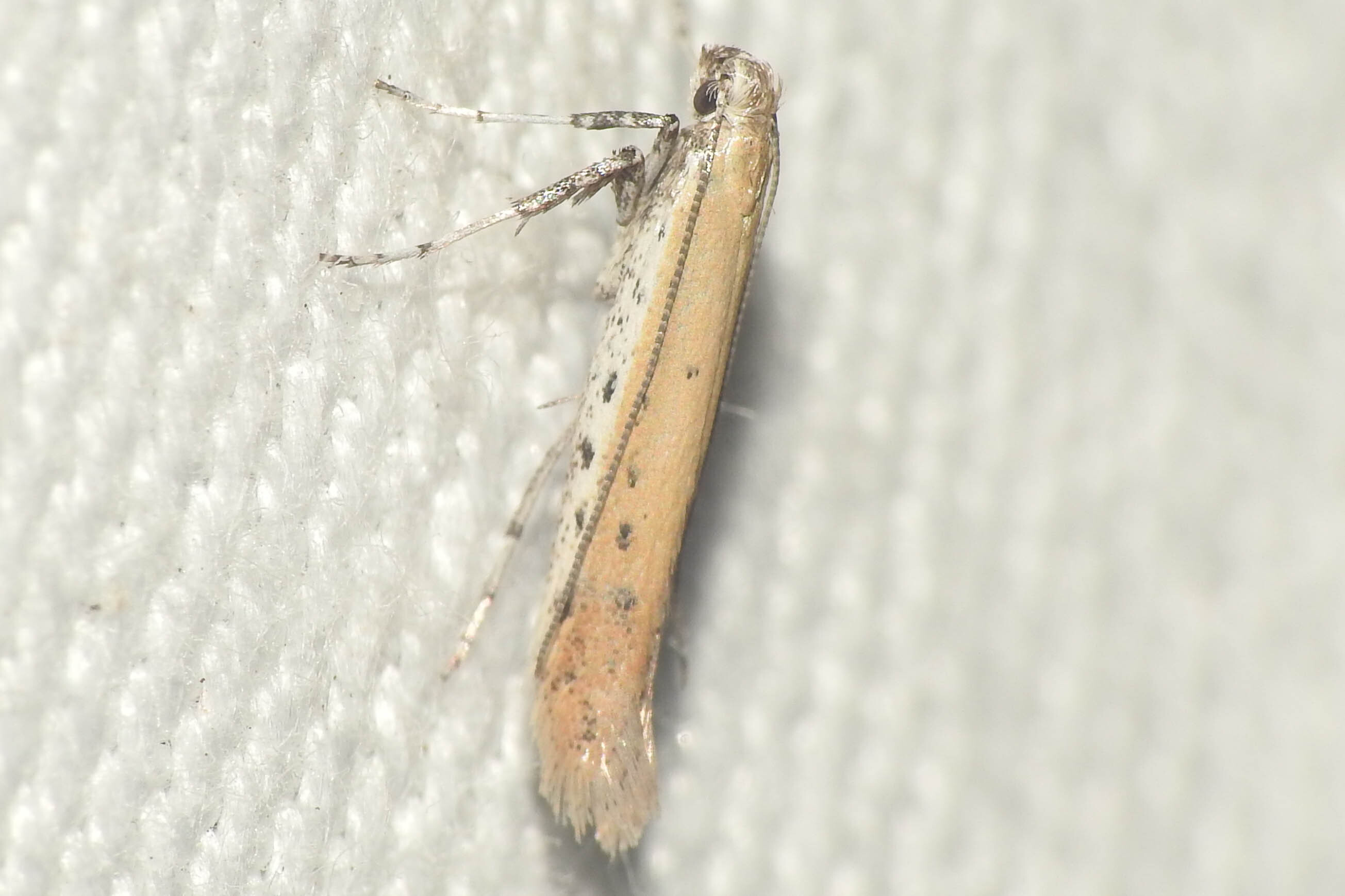 Aspilapteryx tringipennella - útifű-keskenymoly