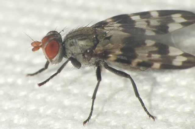 Otites centralis/guttata