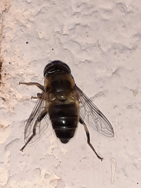 Eristalis pertinax - sárgalábfejű herelégy