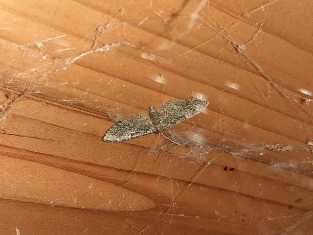 Eupithecia dodoneata - tölgy-törpearaszoló