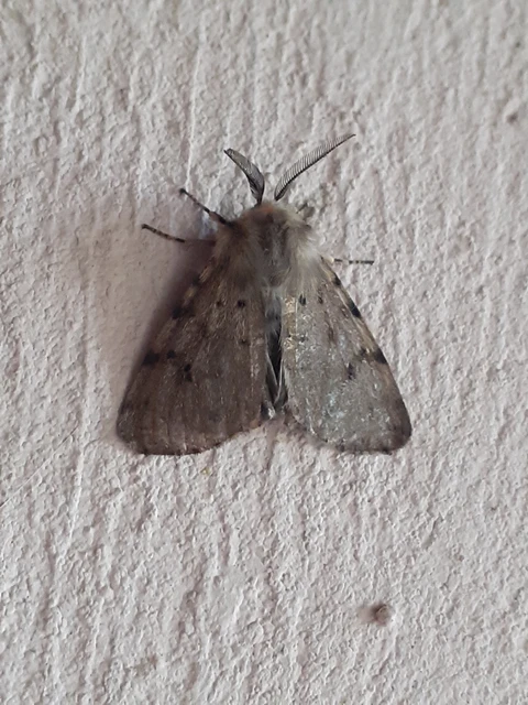 Diaphora luctuosa - gyászos medvelepke