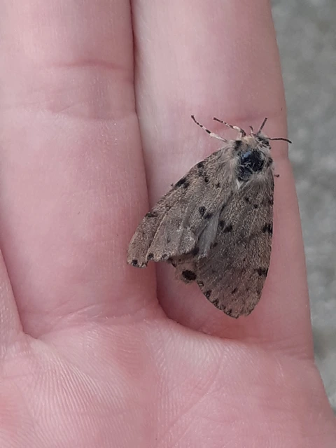 Diaphora luctuosa - gyászos medvelepke