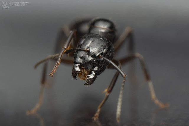 Camponotus fallax - ligeti lóhangya