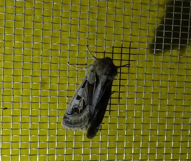 Episema glaucina - fogasjegyű liliombagoly