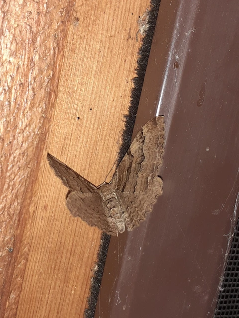 Hydria cervinalis - őzbarna araszoló