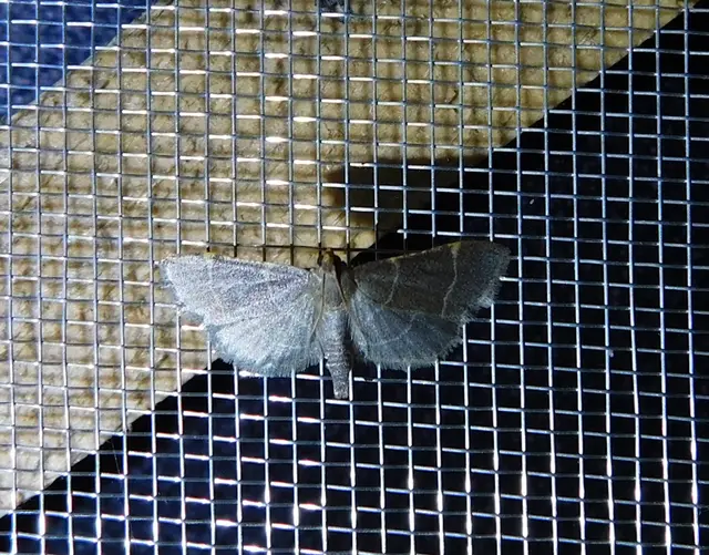 Hypsopygia glaucinalis - rezes fényilonca