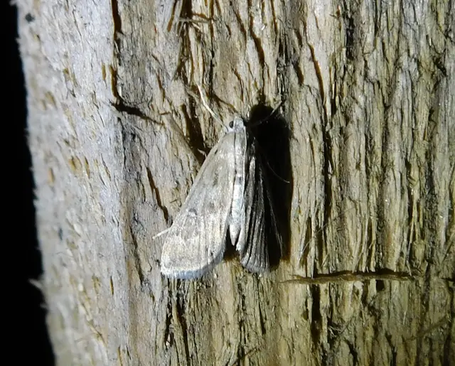 Parapoynx stratiotata - közönséges vízimoly