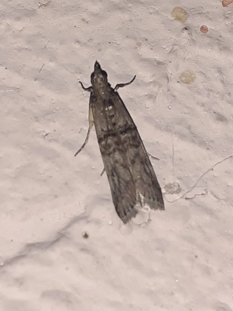 Nephopterix angustella - kecskerágó-karcsúmoly