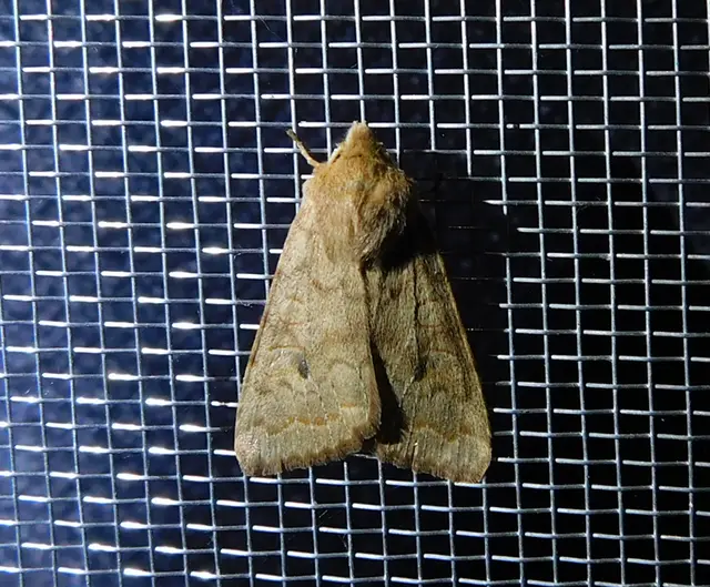 Sunira circellaris - okkersárga őszibagoly