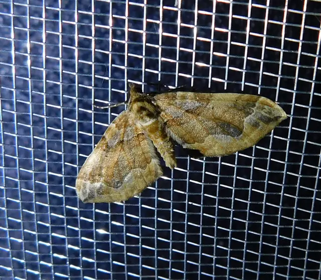 Pelurga comitata - nagy tarkaaraszoló