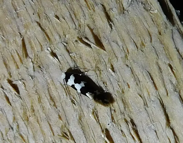 Neurothaumasia ankerella - magyarmoly