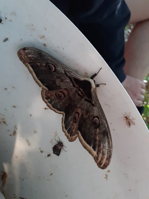 Saturnia pyri - nagy pávaszem