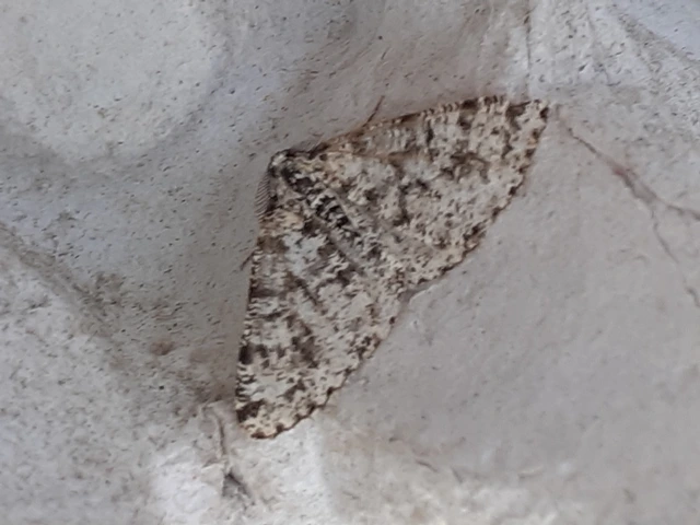 Fagivorina arenaria - bükkfaaraszoló