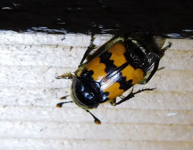 Nicrophorus vespillo - közönséges temetőbogár