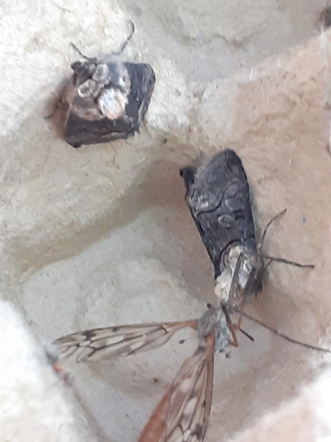 Abrostola asclepiadis - barnaövű csalánbagoly