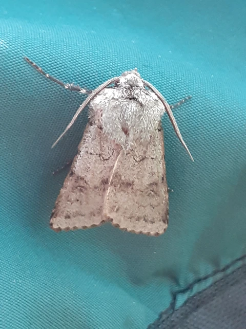 Agrotis cinerea - szürkés földibagoly