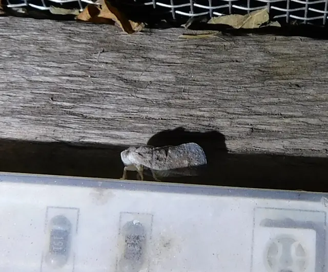 Metcalfa pruinosa - amerikai lepkekabóca