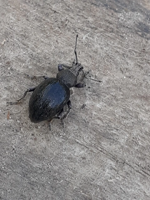 Otiorhynchus ligustici - vincellér-gyalogormányos