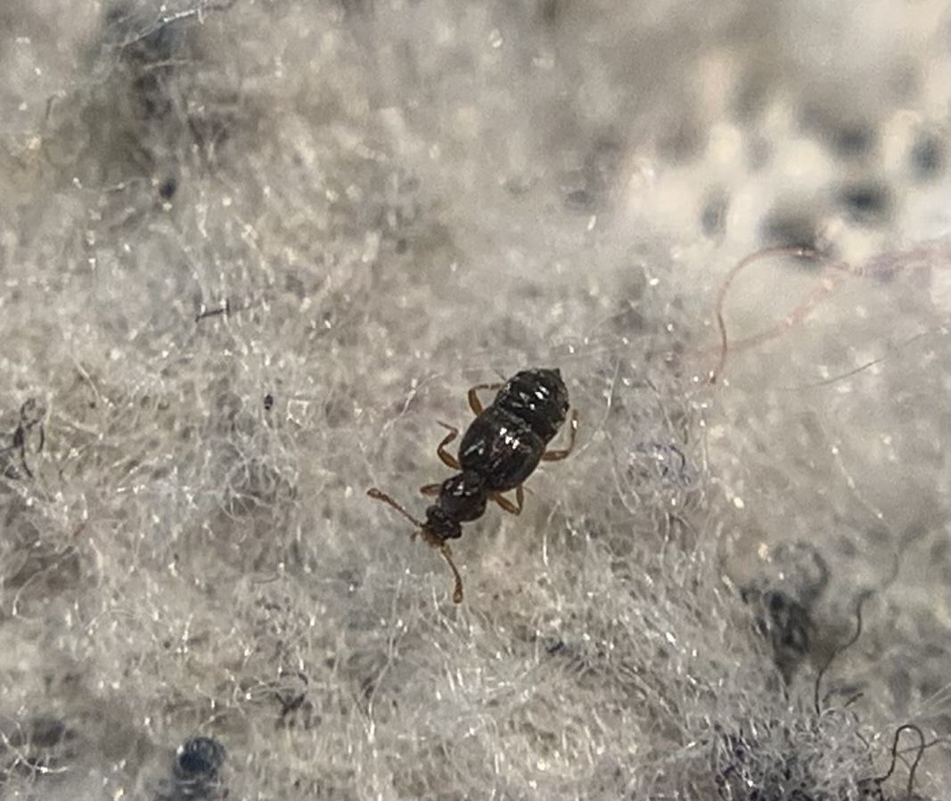Bibloporus mayeti