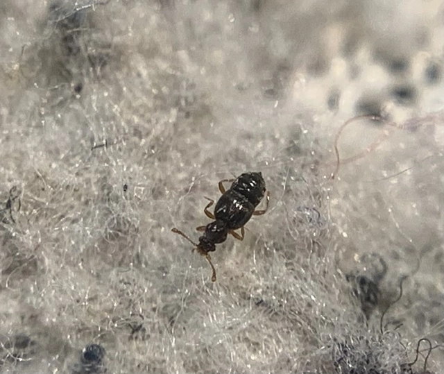 Bibloporus mayeti